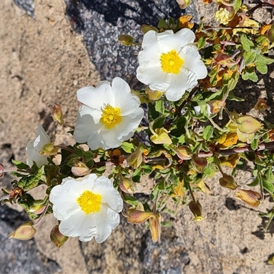 Cistus salviifolius (Sageleaf Rockrose) at Phillip, ACT - 31 Oct 2024 by Mike