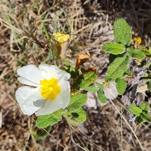 Cistus salviifolius at Phillip, ACT - 31 Oct 2024