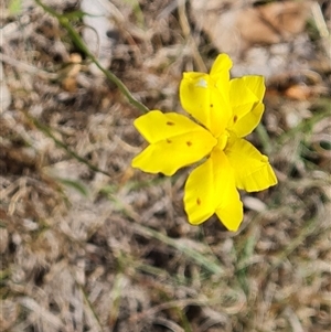 Goodenia pinnatifida at Phillip, ACT - 31 Oct 2024