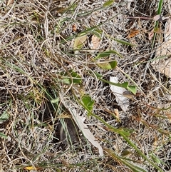 Goodenia pinnatifida at Phillip, ACT - 31 Oct 2024