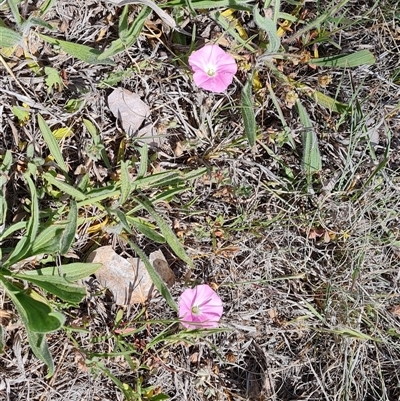 Convolvulus angustissimus subsp. angustissimus (Australian Bindweed) at Phillip, ACT - 31 Oct 2024 by Mike