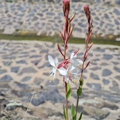 Oenothera lindheimeri (Clockweed) at Phillip, ACT - 31 Oct 2024 by Mike