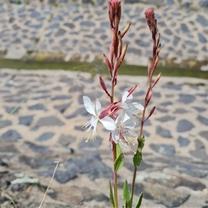 Oenothera lindheimeri at Phillip, ACT - 31 Oct 2024 02:05 PM