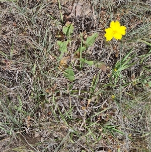 Goodenia pinnatifida at Phillip, ACT - 31 Oct 2024