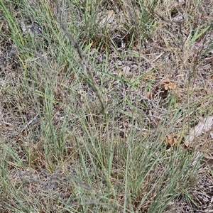 Eragrostis curvula at Phillip, ACT - 31 Oct 2024 02:01 PM