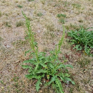 Rumex conglomeratus at Phillip, ACT - 31 Oct 2024 01:53 PM