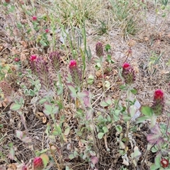 Trifolium incarnatum (Crimson Clover) at Phillip, ACT - 31 Oct 2024 by Mike