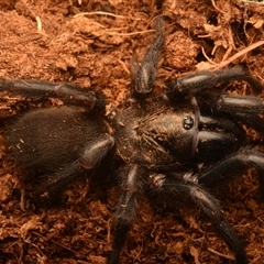 Aname pallida (Wishbone spider) at Tungamull, QLD - 27 Oct 2024 by NateKingsford