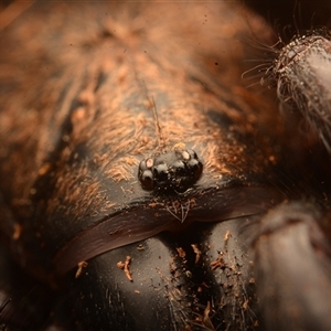 Aname pallida at Tungamull, QLD - 27 Oct 2024