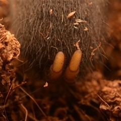 Aname pallida at Tungamull, QLD - 27 Oct 2024 06:09 PM