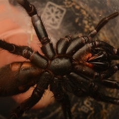 Aname pallida at Tungamull, QLD - 27 Oct 2024