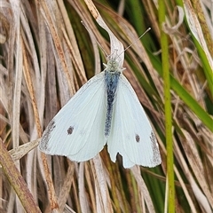 Pieris rapae (Cabbage White) at Braidwood, NSW - 31 Oct 2024 by MatthewFrawley