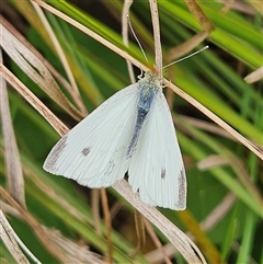 Pieris rapae at Braidwood, NSW - 31 Oct 2024 09:48 AM