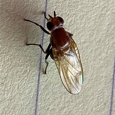 Sapromyza sp. (genus) (A lauxaniid fly) at Kangaroo Valley, NSW - 30 Oct 2024 by lbradley