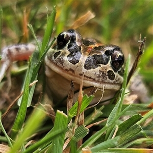 Limnodynastes tasmaniensis at Braidwood, NSW - 31 Oct 2024