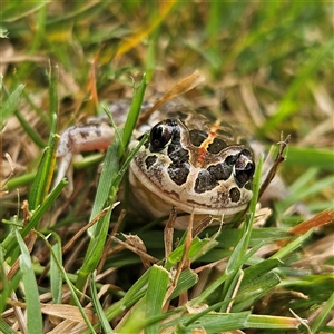 Limnodynastes tasmaniensis at Braidwood, NSW - 31 Oct 2024 12:54 PM