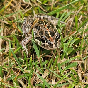 Limnodynastes tasmaniensis at Braidwood, NSW - 31 Oct 2024 12:54 PM