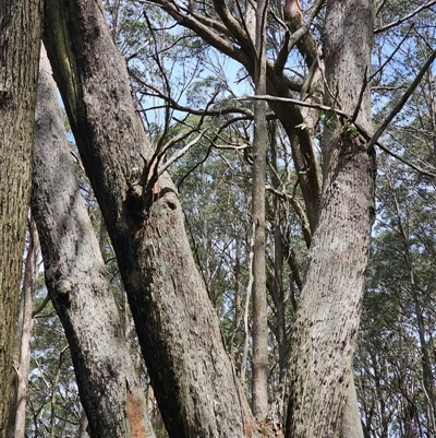 Eucalyptus (genus) (A Gum Tree) at Rossi, NSW - 31 Oct 2024 by Csteele4