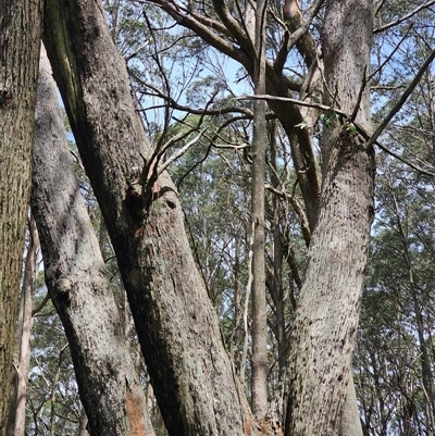 Eucalyptus sp. (A Gum Tree) at Rossi, NSW - 31 Oct 2024 by Csteele4