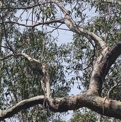 Eucalyptus (genus) at Rossi, NSW - 31 Oct 2024 02:14 PM