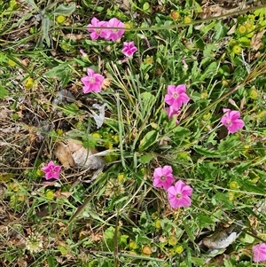 Convolvulus angustissimus subsp. angustissimus at Phillip, ACT - 31 Oct 2024 02:26 PM