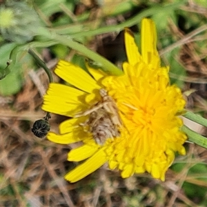 Heliocosma (genus - immature) at Phillip, ACT - 31 Oct 2024