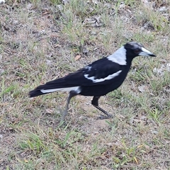 Gymnorhina tibicen (Australian Magpie) at Phillip, ACT - 31 Oct 2024 by Mike