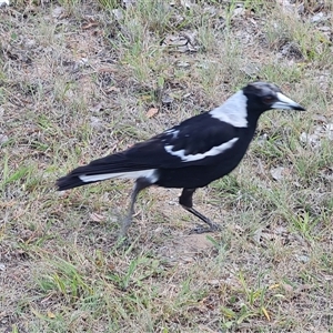 Gymnorhina tibicen at Phillip, ACT - 31 Oct 2024 02:17 PM