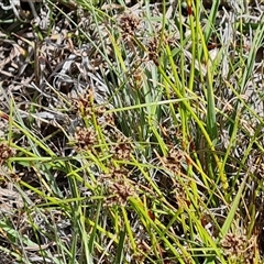 Unidentified Rush, Sedge or Mat Rush at Phillip, ACT - 31 Oct 2024 by Mike