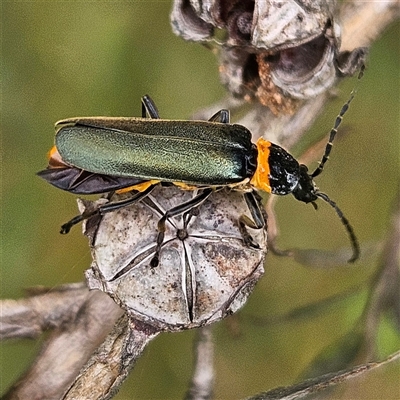 Chauliognathus lugubris (Plague Soldier Beetle) at Braidwood, NSW - 31 Oct 2024 by MatthewFrawley