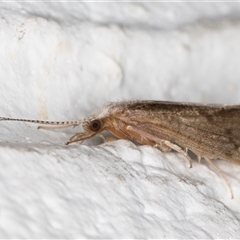 Hydropsychidae sp. (family) (Net-spinning caddisfly) at Melba, ACT - 29 Oct 2024 by kasiaaus