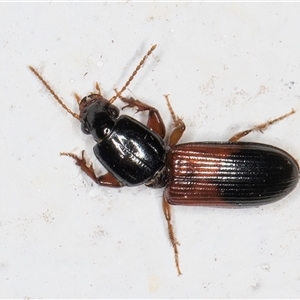 Clivina basalis at Melba, ACT - 29 Oct 2024 08:32 PM