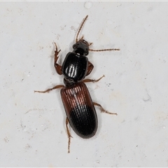 Clivina basalis at Melba, ACT - 29 Oct 2024