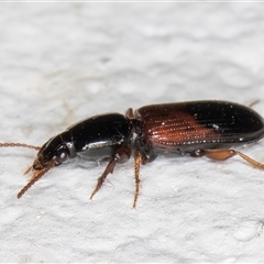 Clivina basalis at Melba, ACT - 29 Oct 2024