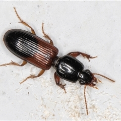 Clivina basalis at Melba, ACT - 29 Oct 2024 08:32 PM