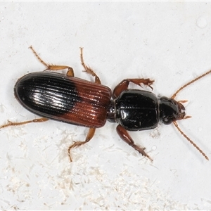 Clivina basalis at Melba, ACT - 29 Oct 2024