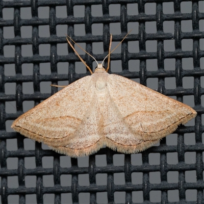 Taxeotis endela (Looper or geometer moth) at Harrison, ACT - 29 Oct 2024 by DPRees125