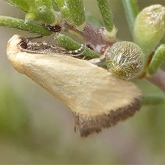 Microbela allocoma (A concealer moth) at Hall, ACT - 31 Oct 2024 by Anna123