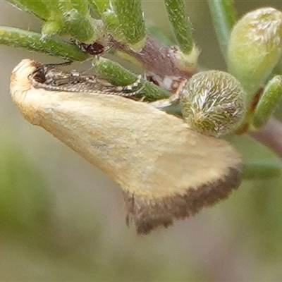 Microbela allocoma (A concealer moth) at Hall, ACT - 31 Oct 2024 by Anna123