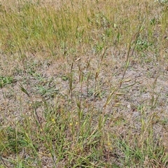 Themeda triandra (Kangaroo Grass) at Mawson, ACT - 31 Oct 2024 by Mike