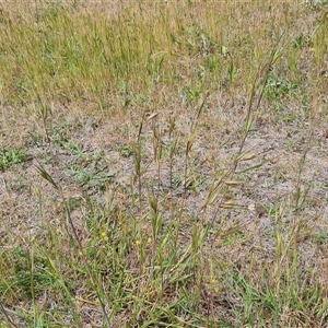 Themeda triandra at Mawson, ACT - 31 Oct 2024