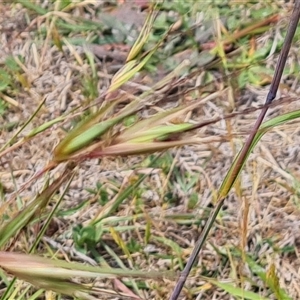 Themeda triandra at Mawson, ACT - 31 Oct 2024