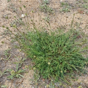 Sanguisorba minor at Mawson, ACT - 31 Oct 2024