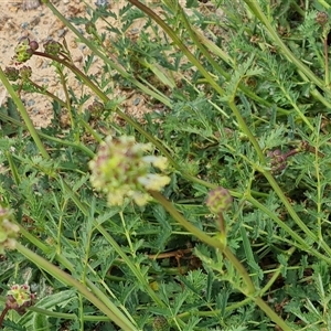 Sanguisorba minor at Mawson, ACT - 31 Oct 2024