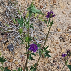 Medicago sativa at Mawson, ACT - 31 Oct 2024 02:31 PM