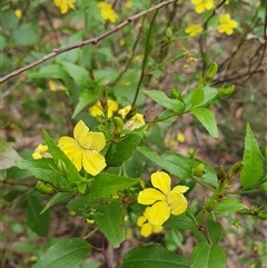 Goodenia ovata (Hop Goodenia) at Penrose, NSW - 23 Oct 2024 by Aussiegall