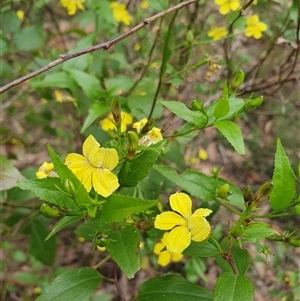 Goodenia ovata at Penrose, NSW - suppressed