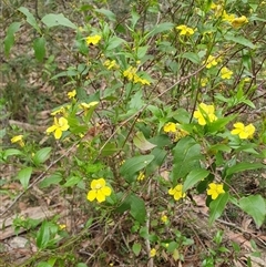 Goodenia ovata at Penrose, NSW - suppressed