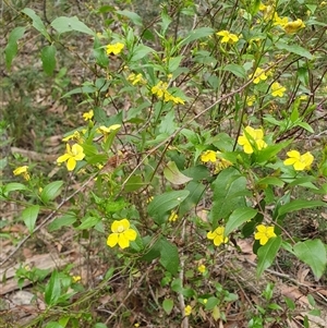 Goodenia ovata at Penrose, NSW - suppressed