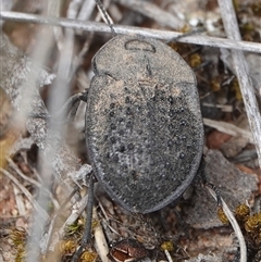 Helea ovata (Pie-dish beetle) at Hall, ACT - 31 Oct 2024 by Anna123